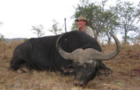 Cape Buffalo 1