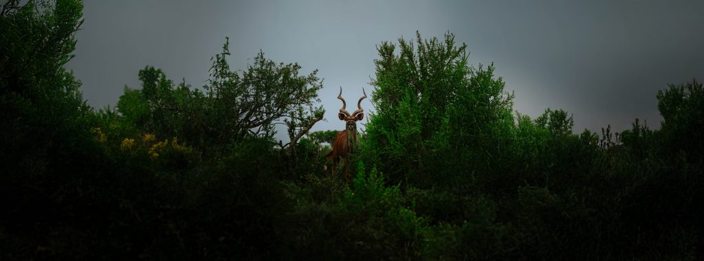 Kudu hunting safari country at Lalapa Safaris in South Africa