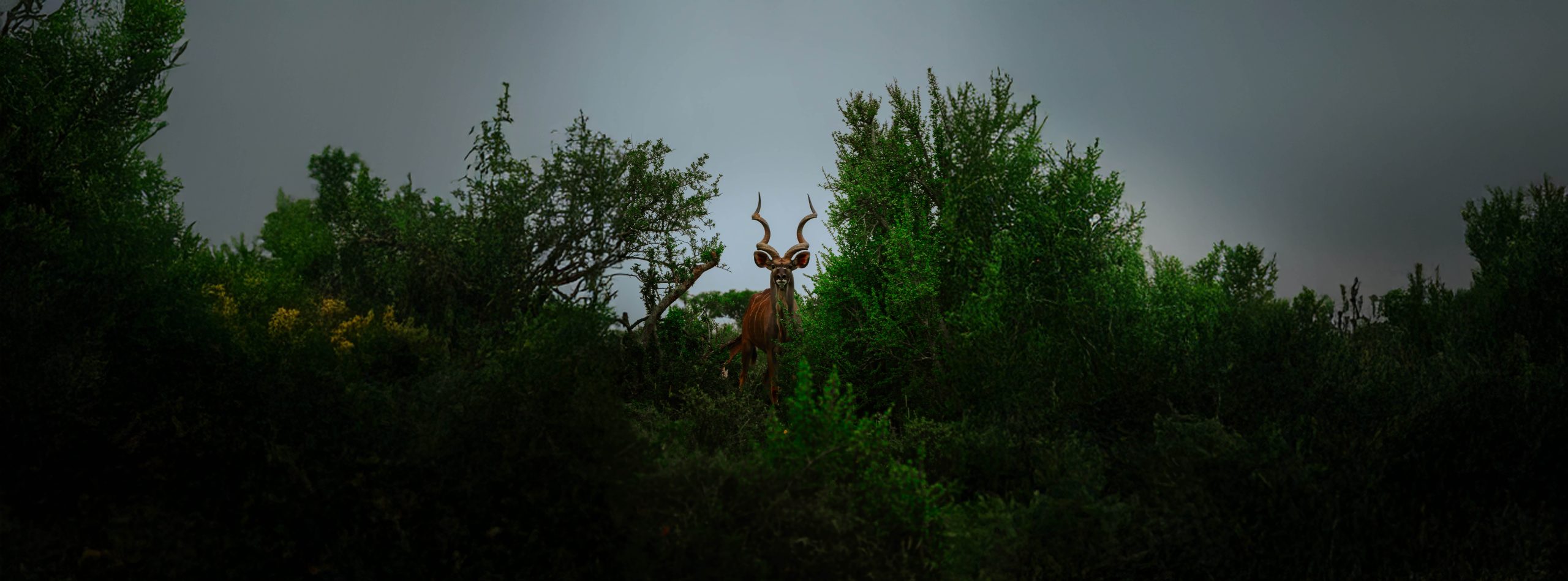 Kudu in South African bush habitat