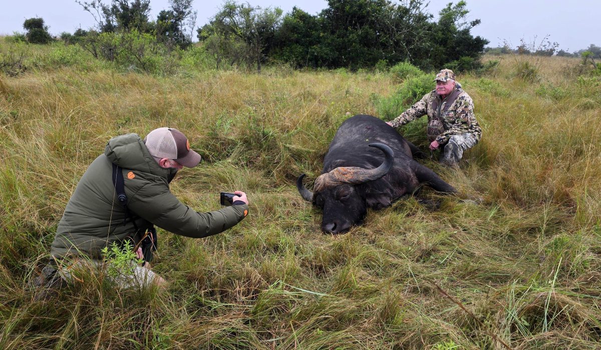 Cape Buffalo hunting and trophy planning in South Africa