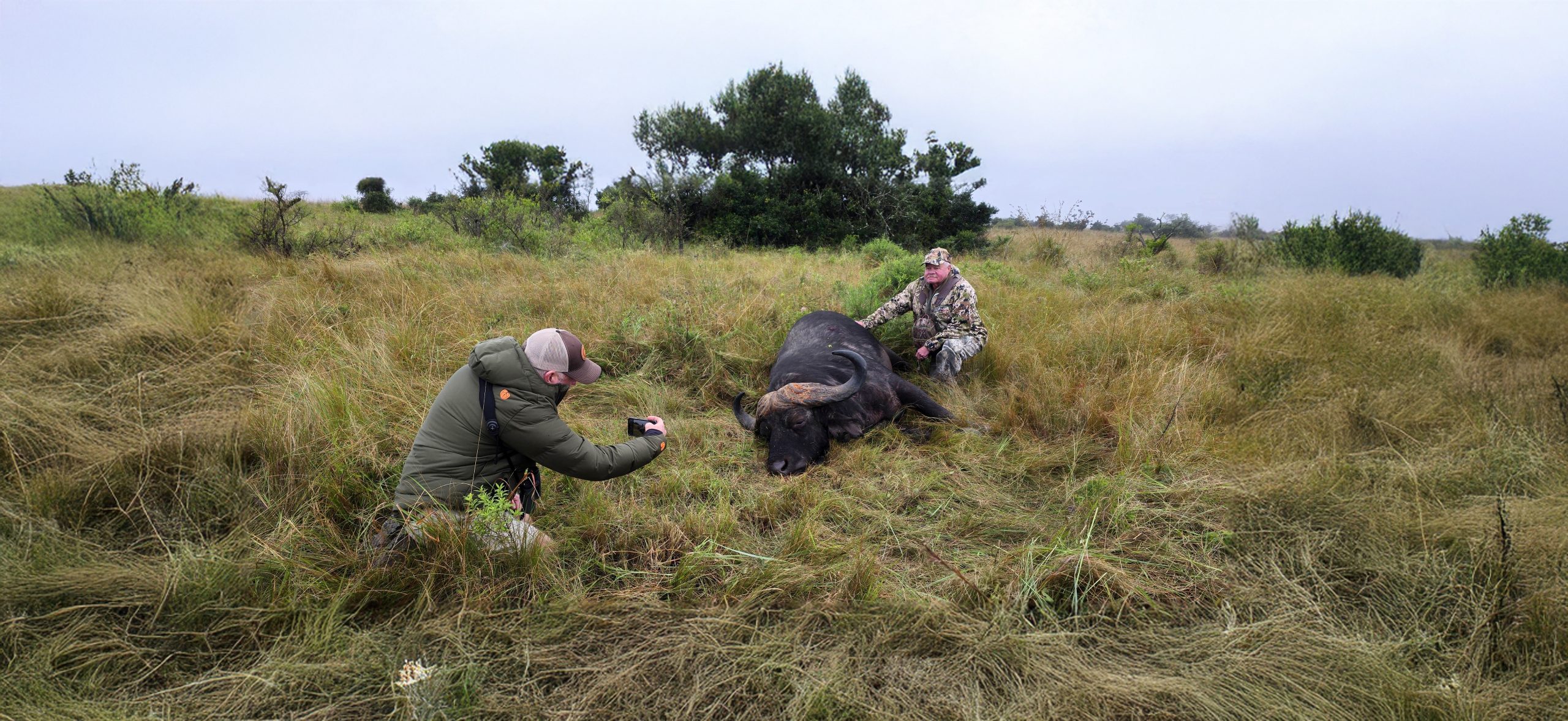 Cape Buffalo in thick South African bush