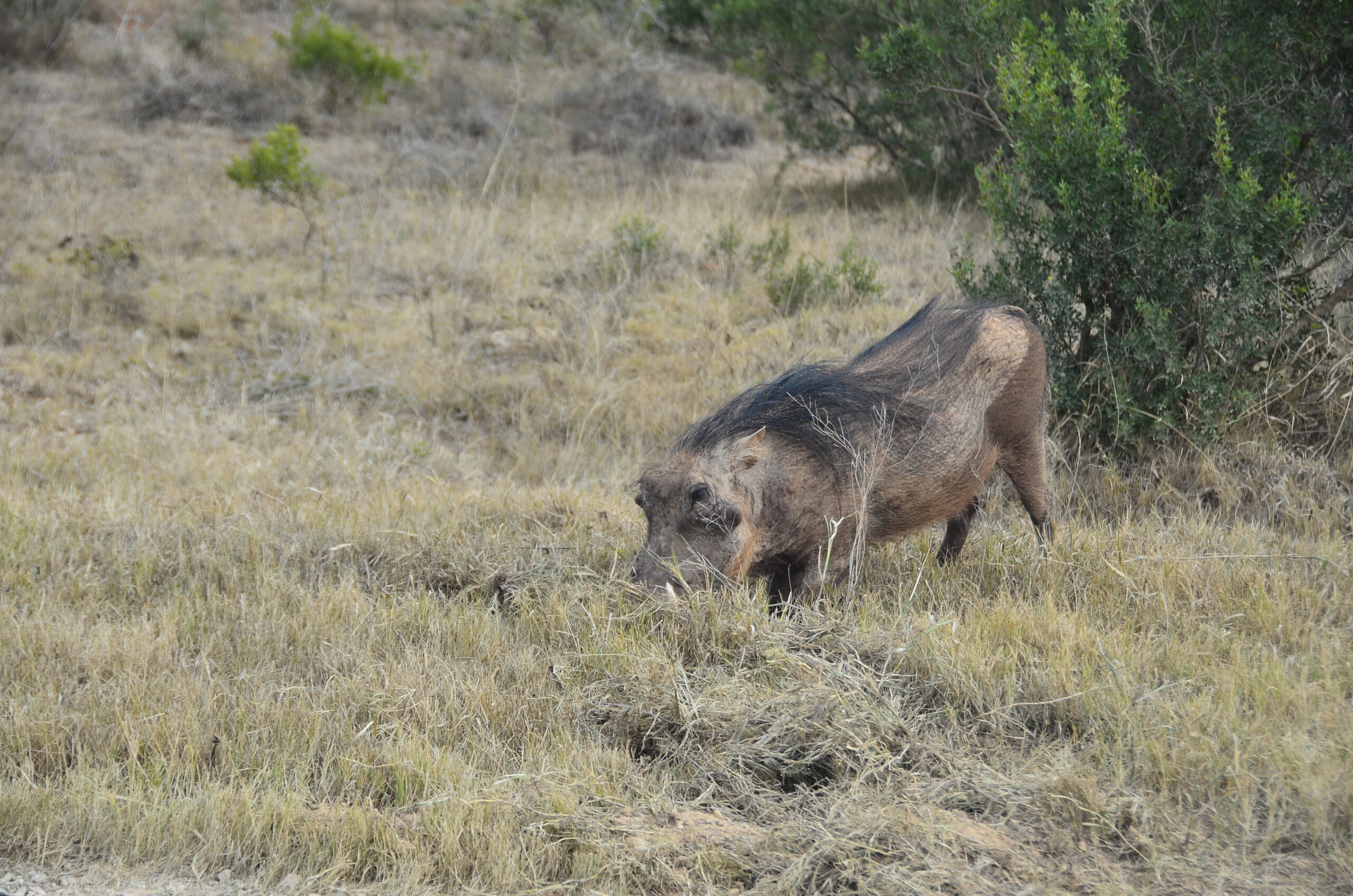 Lalapa Safaris plains game terrain for warthog hunting in South Africa