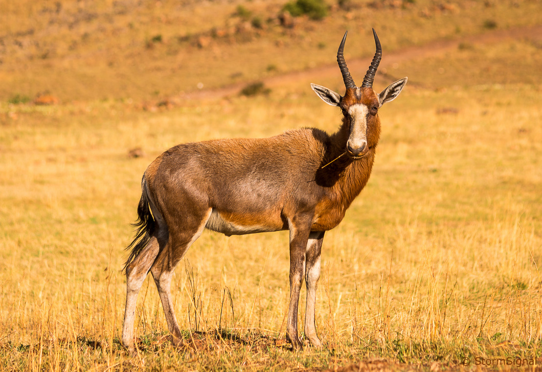 Eastern Cape plains game hunting area for blesbok safari planning