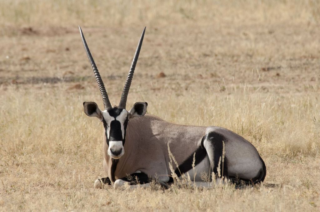 South African plains game hunting country for gemsbok safari planning