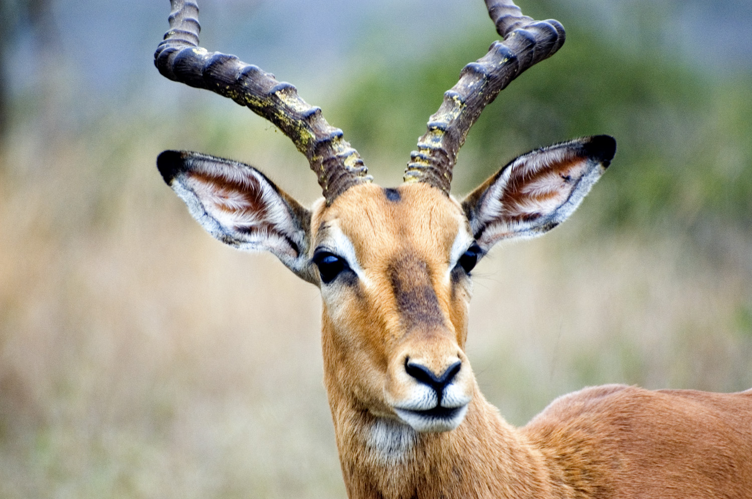 South African plains game hunting terrain for impala safari preparation