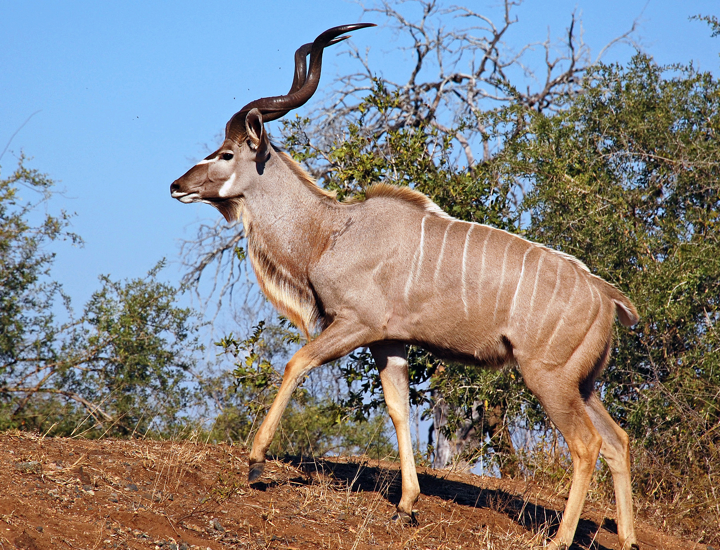 Mature male Greater Kudu showing body proportions and spiral horns