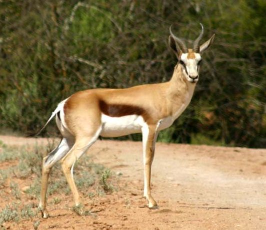 Open Eastern Cape plains game country for springbok hunting in South Africa