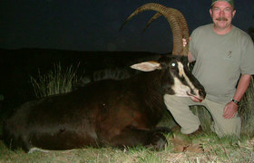 Sable Antelope 2